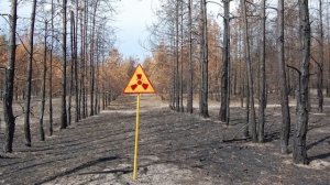 Что удивительного происходит в Чернобыле?