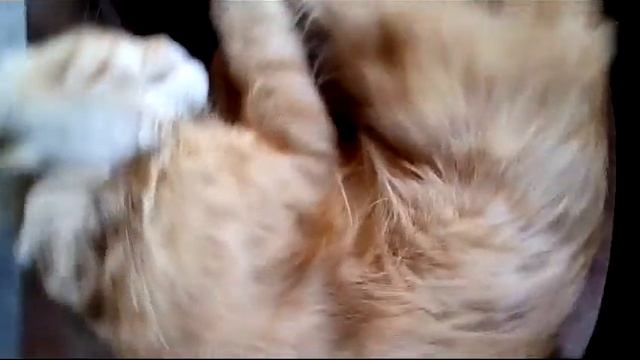 Котэ-шоу-фото смотреть онлайн