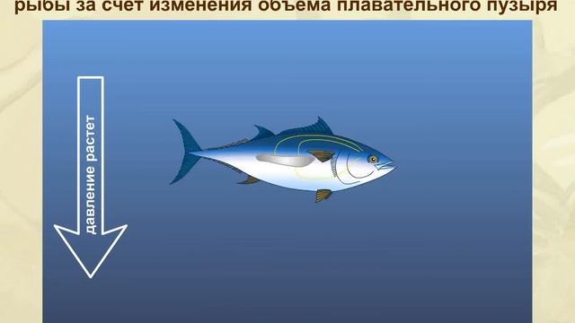 Схема изменения глубин погружения и положения тела рыбы за счет изменения плавательного пузыря смотреть онлайн