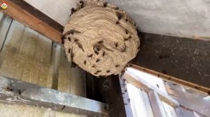 ! Азиатский шершень футбольный болельщик. Охотник на шершня.