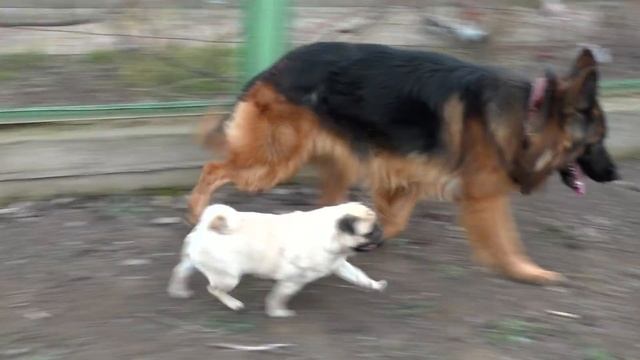 Доставучий Мопс и Овчарка. An insistent funny pug and German shepherd смотреть онлайн