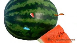 Арбуз обыкновенная АУ Продюсер ПВП ? обзор: как сажать, семена арбуза АУ Продюсер ПВП