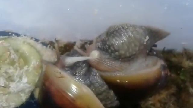Спаривание Ахатин фулика
