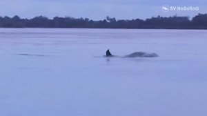 Иравадийский дельфин