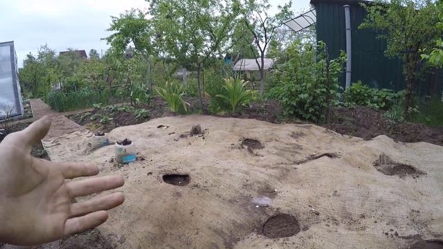 Ковёр вместо агроволокна.Посадка тыкв в прорези ковра.Ковёр против сорняков.Ковёр против сныти тра смотреть онлайн