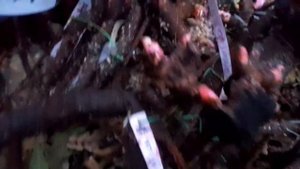 Максим и корневища пиона. Насколько эффективен этот фунгицид?