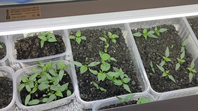 Сею лук Эксибишен. Рассада перцев. 10.02.23 смотреть онлайн