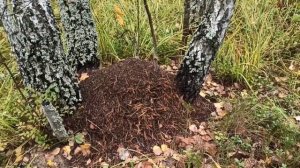 Грибная охота! Собираем Грибы в белорусском лесу! Самые грибные места Беларуси в 2021