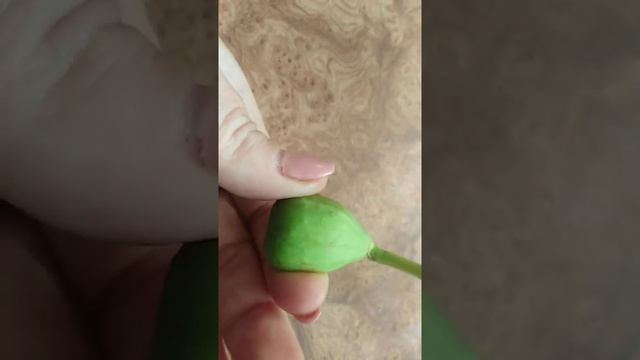 Браун Туркей в зеленом состоянии) смотреть онлайн