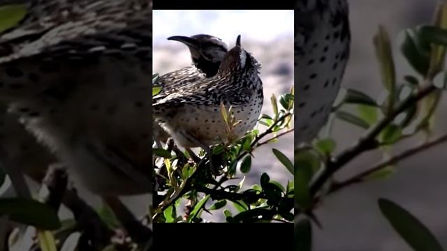 Звук пения птицы Кактусовый крапивник в природе