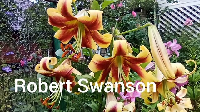 СОРТА ЛИЛИЙ ОТ-ГИБРИДОВ. смотреть онлайн