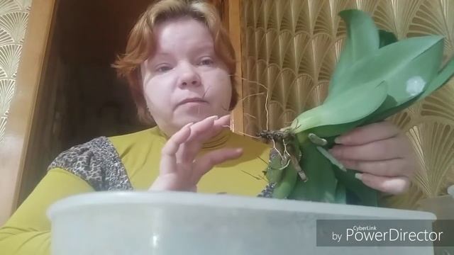 Срочная реанимация phal. Palermo. смотреть онлайн