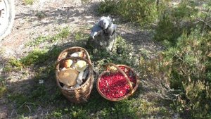 История одного утра