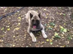 Как научить собаку лежать на одном месте?