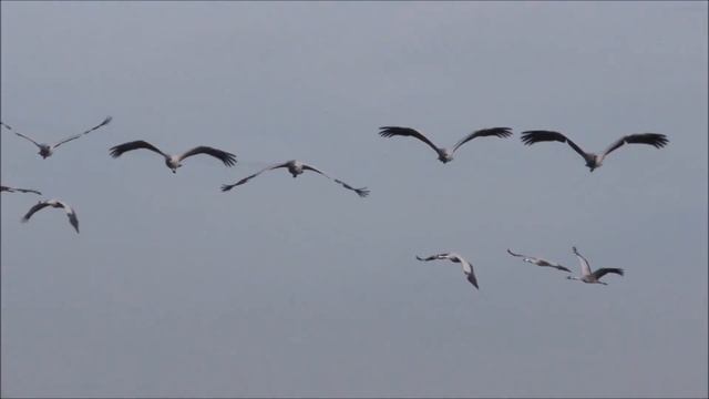 Перелетная птица  Кавер  исп  Е  Яландаев смотреть онлайн