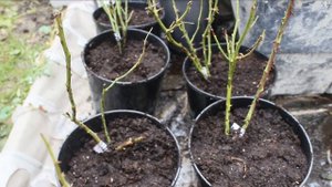 Посадка роз на зиму в горшки - основные правила?