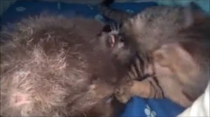 Еноты играют с котенком