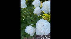 Проповедь отца Мефодия (Зинковского).Стенание и страдание всего мира