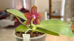 Phal. Mituo Blue Smurfs 3 x Phal. Mituo GH King Star