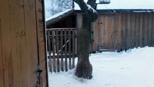 Собака лайка дерётся в тутаеве