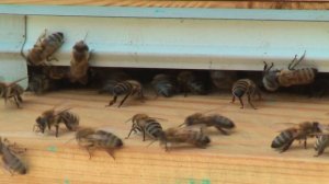 Профессор Кашковский: На какое расстояние летает пчела?