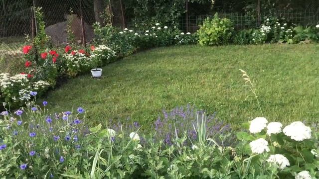 Экскурсия по саду гортензий.Гортензия Анабель.