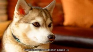 Аляскинский кли кай (мини хаски): описание породы собак