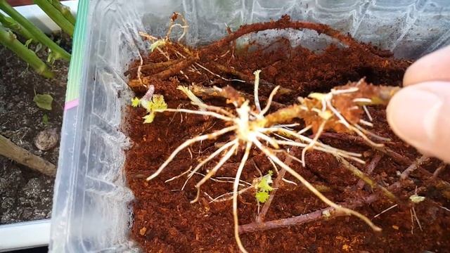 #Как прорастить(укоренить) ежевику черенком.
