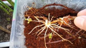 #Как прорастить(укоренить) ежевику черенком.