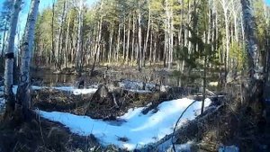 Русский охотничий спаниель/Охотничья собака