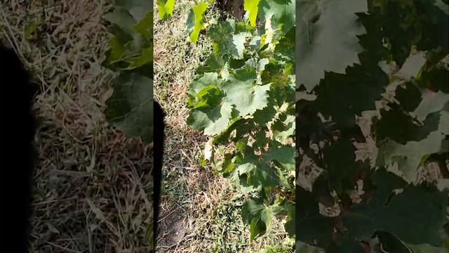 сорт винограда Арарат