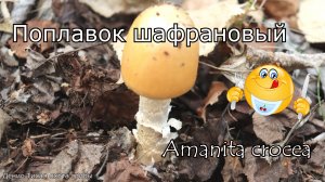 Поплавок шафрановый - вкусный съедобный гриб | Amanita crocea