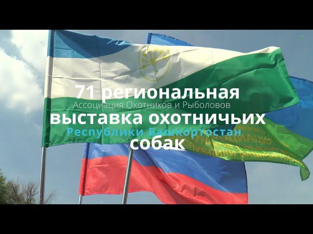 71я региональная выставка охотничьих собак.