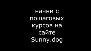 Как пользоваться строгим ошейником