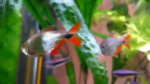 Hemigrammus caudovittatus