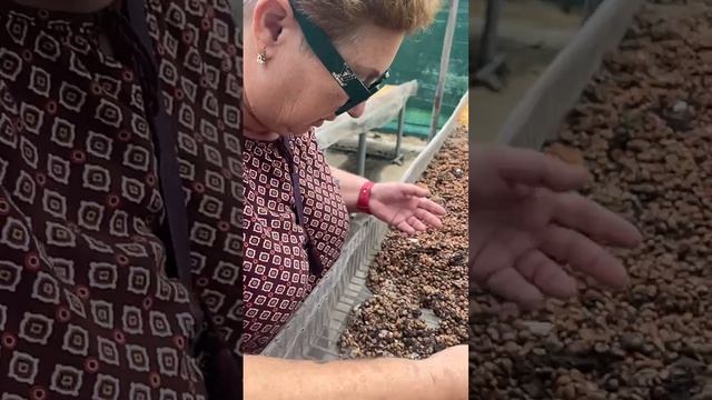 Вьетнам. НЯЧАНГ. Самые дорогие в мире какашки