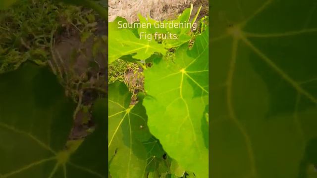 Fig fruits