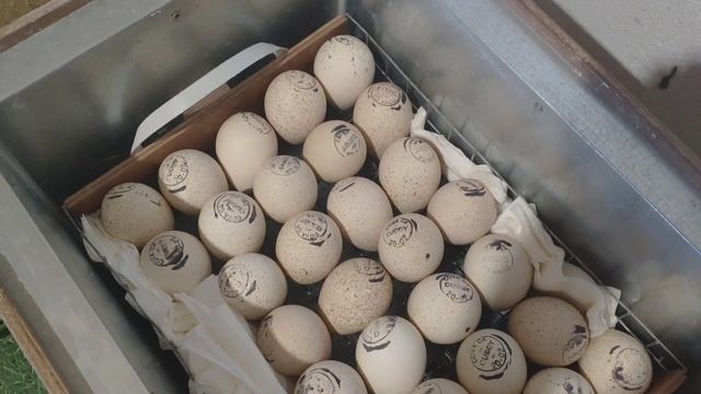 Кореллы птенцы. Вес Бройлера РОСС-308 в 23 дня. Куриный трактор. смотреть онлайн