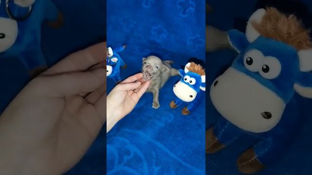 Мини чихуахуа, лиловый окрас. смотреть онлайн