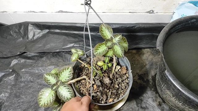 Cara merawat tanaman episcia agar subur смотреть онлайн