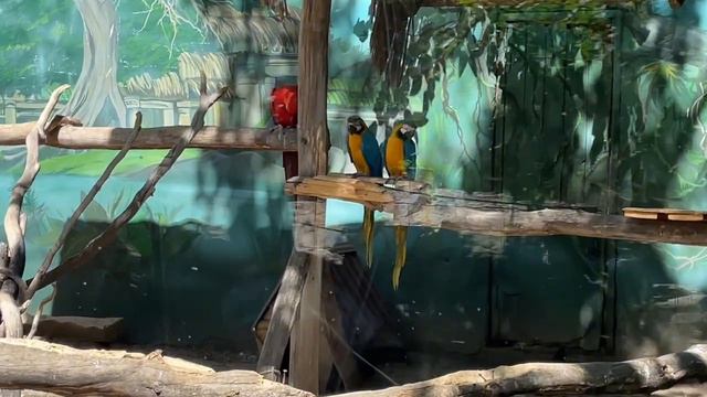 Сафари-парк. Краснодарский зоопарк. 28 июня 2024 г. смотреть онлайн