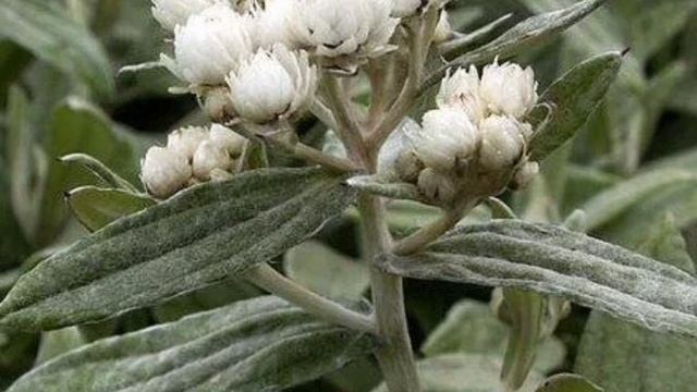 Анафалис смотреть онлайн