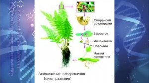 Биология 7 кл Пасечник $14 Папоротниковидные