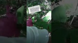 Корень пиона(Марьин корень) при болезнях нервной системы #травник #мёдомаркет #лечениетравами