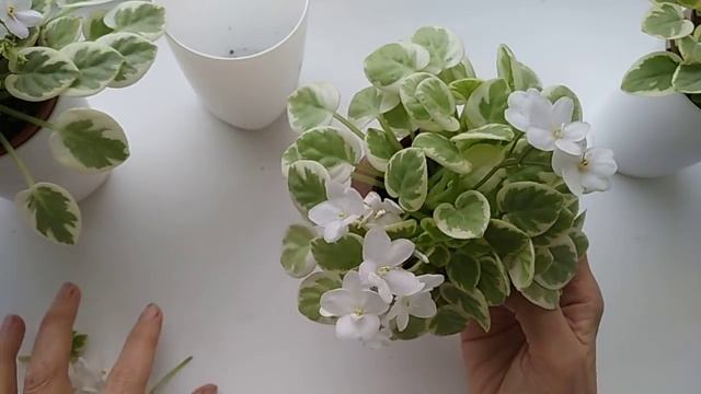 НАСТОЯЩАЯ РЕДКОСТЬ! Фиалки в моей коллекции. смотреть онлайн