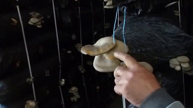 Kayin Mantari Hasad Goruntuleri смотреть онлайн