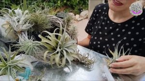 tillandsias sus cuidados y como hacer un  montaje  en  corona de ramas