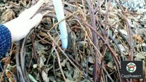 виноград без шпалер