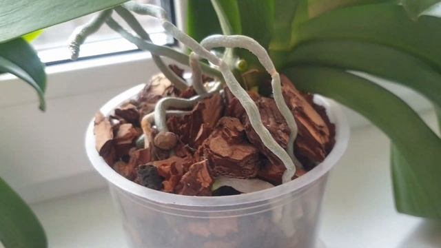 Новые корни и листья у орхидей Орхидеи чувствуют весну! смотреть онлайн