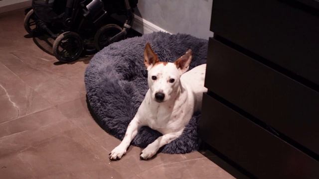 VLOGMAS: Украшаем квартиру к Новому Году смотреть онлайн